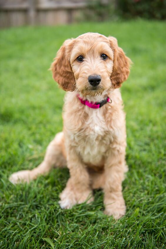 Irish Doodle Dog Breed Health, Training, Feeding, Puppies and Temperament - PetGuide | PetGuide