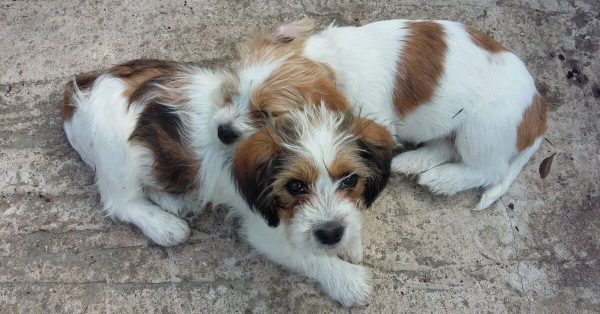 Jack Tzu Dog Breed Health Temperament Feeding And Puppies Petguide Petguide Jack Tzu Dog Breed Health Temperament Feeding And Puppies Petguide Petguide