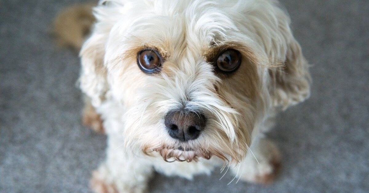 What Is A Cavachon Poo what-is-a-cavachon-poo