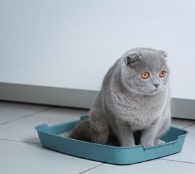 heres why your cat runs out of the litter box