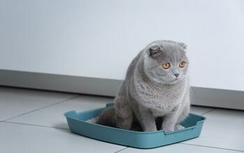Here’s Why Your Cat Runs Out of the Litter Box