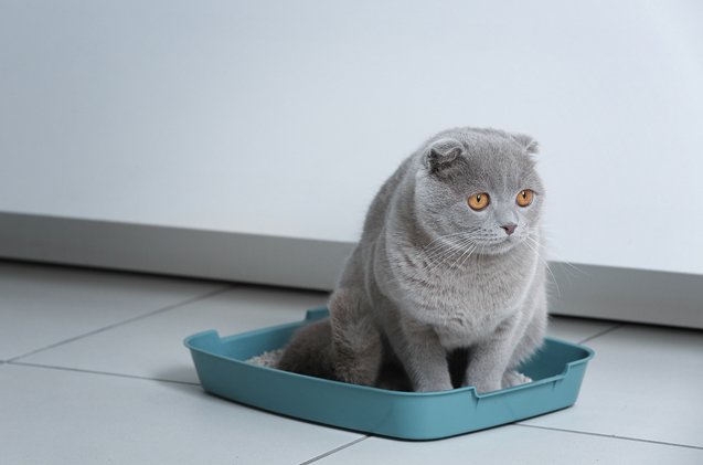 heres why your cat runs out of the litter box