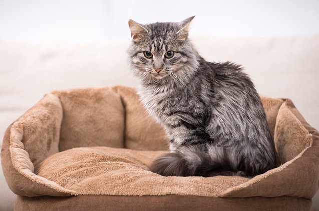 Domestic Medium Hair Cat Breed Information and Pictures - PetGuide
