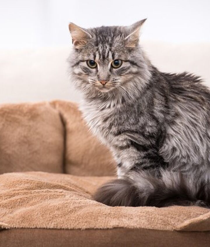Are Domestic Medium Hair Cats Hypoallergenic: A Comprehensive Analysis of Feline Allergens and Allergen Management Are Domestic Medium Hair Cats Hypoallergenic: A Comprehensive Analysis of Feline Allergens and Allergen Management