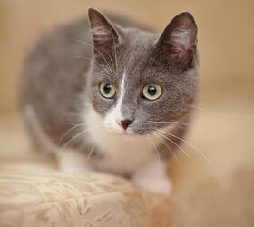 Domestic Shorthair Cat Information and Pictures - PetGuide