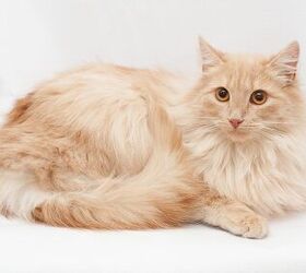 Domestic Longhair Cat Information and Pictures - PetGuide | PetGuide