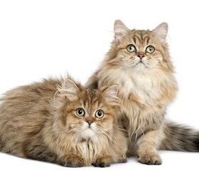 British Longhair Cat Breed Information and Pictures - PetGuide | PetGuide