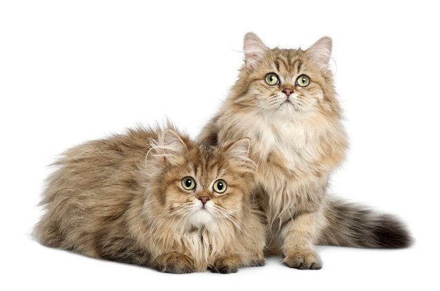 British Longhair Cat Breed Information and Pictures - PetGuide | PetGuide
