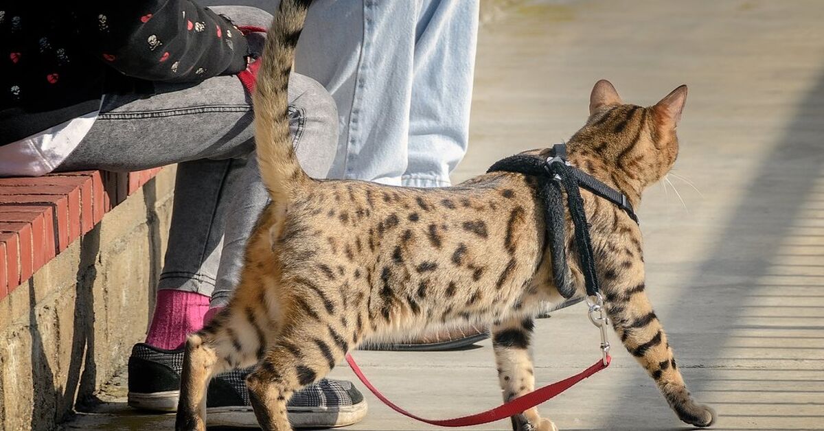 Chet Dogs Cheetoh Dog Breed Information and Pictures - PetGuide | PetGuide