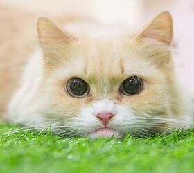 Minuet Cat Breed Information and Pictures - PetGuide