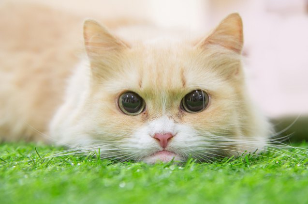 Minuet Cat Breed Information and Pictures PetGuide PetGuide