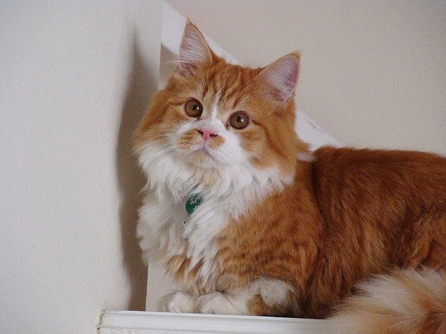 Minuet Cat Breed Information and Pictures PetGuide PetGuide