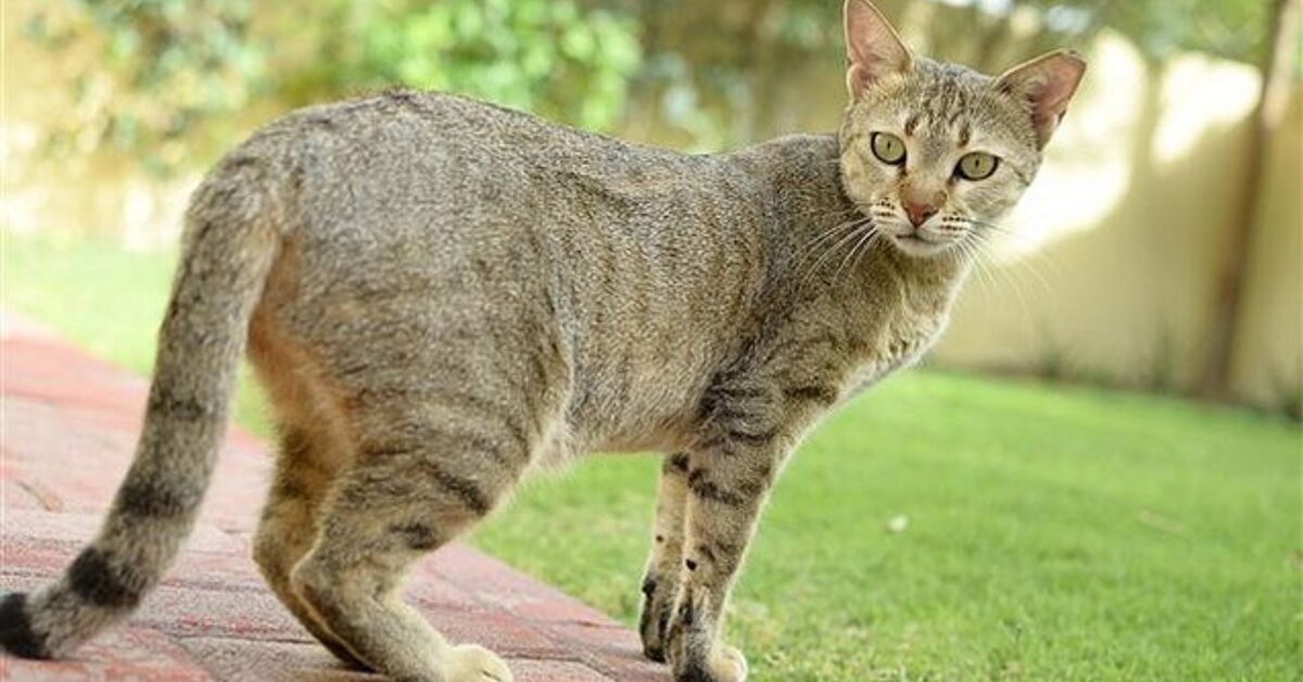Arabian Mau Cat Breed