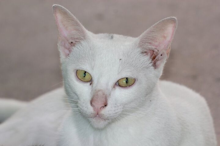 Manee Khao Manee Cat Breed Information and Pictures - PetGuide | PetGuide