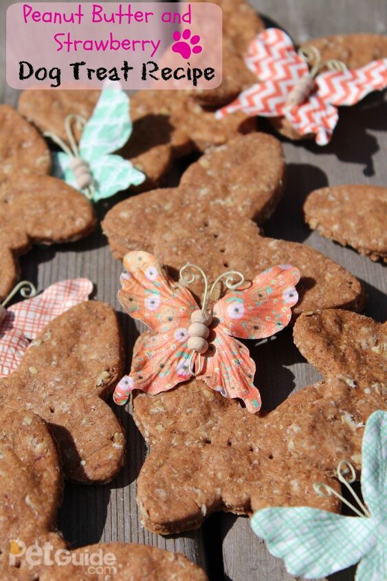 Peanut Butter And Strawberry Jam Dog Treat Recipe | PetGuide