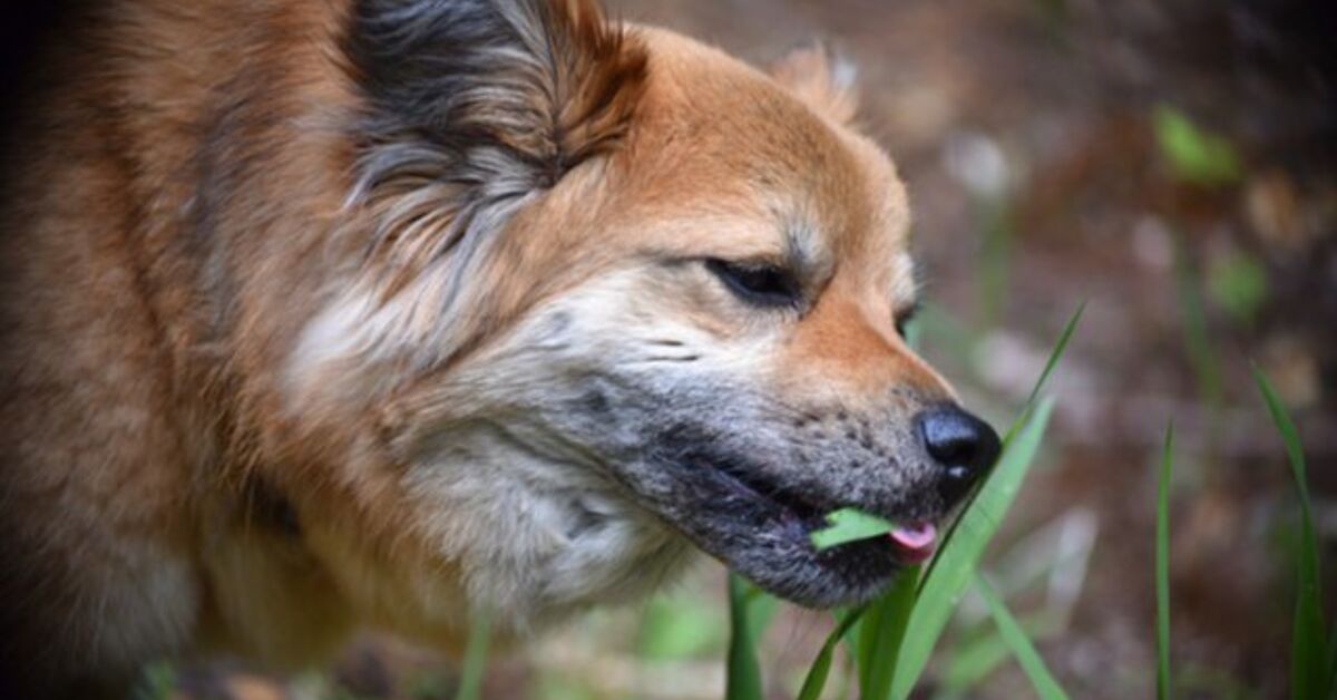 Beautiful view of Why Do Dogs Sometimes Eat Grass Badly