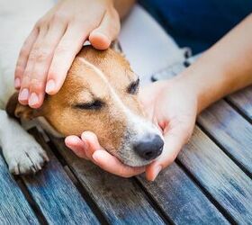 How to Treat 4 Common Canine Skin Injuries and Irritations