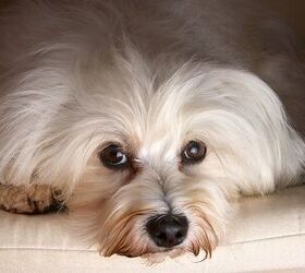 Top 10 Best Indoor Dogs | PetGuide