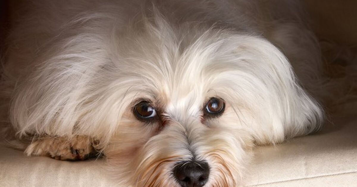 Best Indoor Dogs Medium at Martha Holt blog