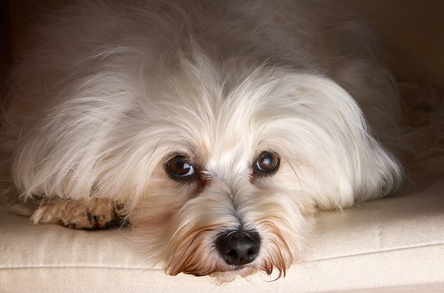 Top 10 Best Indoor Dogs | PetGuide