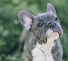 French Bulldogs: What You Need To Know Before You Adopt