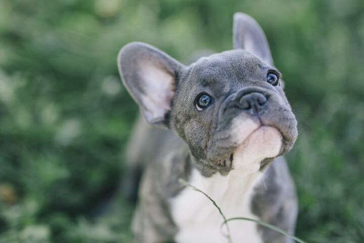 french bulldogs what you need to know before you adopt
