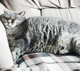 How to Tell If Your Cat Is at a Healthy Weight