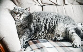 How to Tell If Your Cat Is at a Healthy Weight