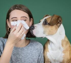 Is a Potential Dog-Allergy Vaccine on the Horizon?