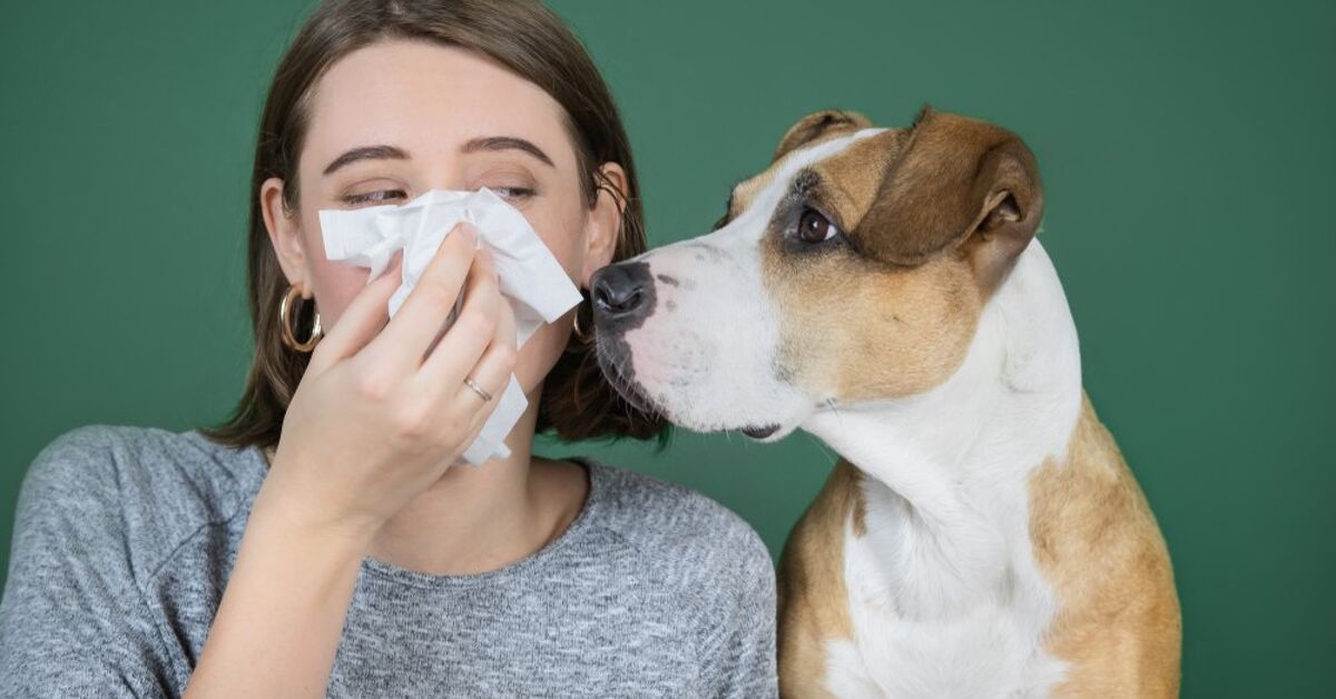 How Long Do Allergy Shots Last For Dogs