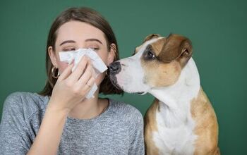 Is a Potential Dog-Allergy Vaccine on the Horizon?