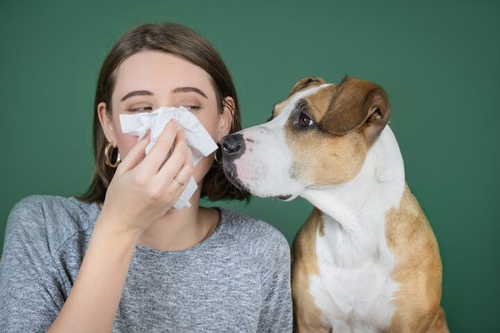 is a potential dog allergy vaccine on the horizon