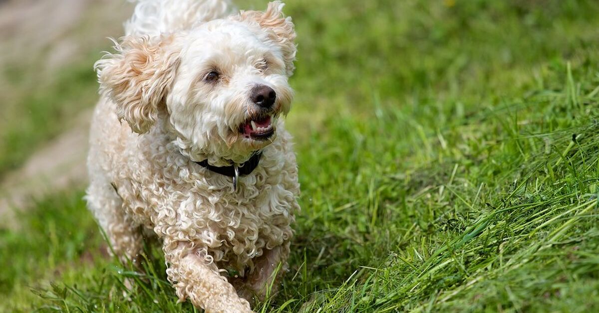 Havapoo Dog Breed Health, Training, Feeding, Puppies and Temperament ...