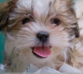 Havapoo Dog Health, Feeding, Puppies and Temperament - PetGuide | PetGuide