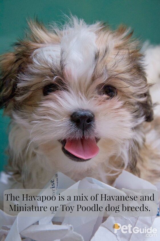 Havapoo Dog Breed Health, Training, Feeding, Puppies and Temperament ...