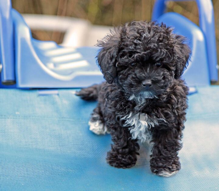 Havapoo Dog Breed Health, Training, Feeding, Puppies and Temperament ...