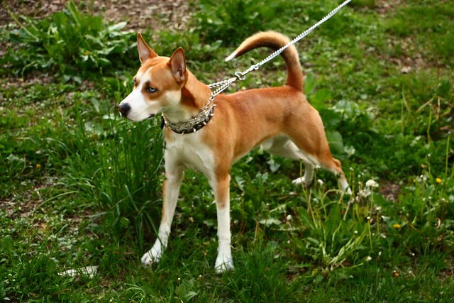 Pitsky Dog Breed Health Temperament Feeding Training And Puppies pitsky-dog-breed-health-temperament-feeding-training-and-puppies