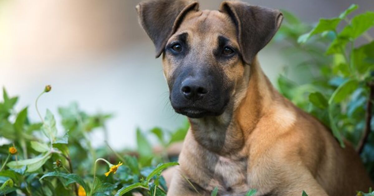 Daniff Dog Breed Health, Temperament, Feeding, Training and Puppies ...