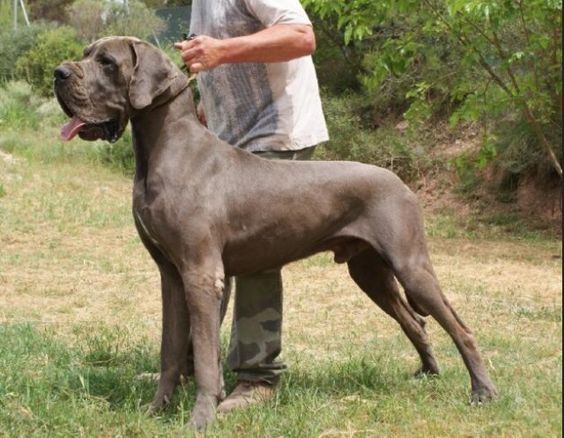 Neapolitan Mastiff Great Dane Mix Grey Great Dane English Mastiff