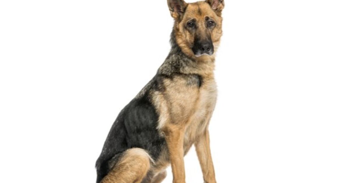 How To Tell If Your Dog Is Underweight PetGuide