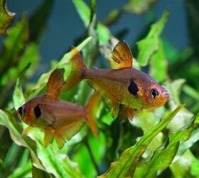 Top 5 Freshwater Fish Species for Planted Tanks