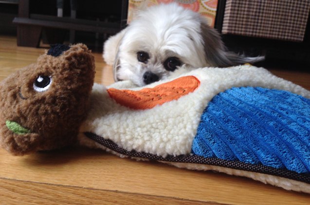 scents of security comfort toy is a security blanket for your dog