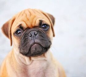 Boxer dogs: Loyal, trusting and affectionate – once you get past