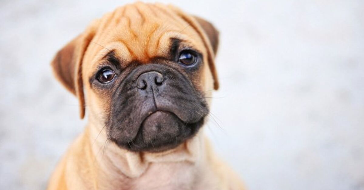 Dog Breed Miniature Boxer Dog For Sale Brown And White Cute Little