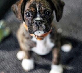 miniature boxer  Boxer puppies, Cute boxer puppies, Boxer mix puppies