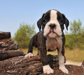 Miniature Boxer Dog Breed Health, Training, Feeding, Temperament