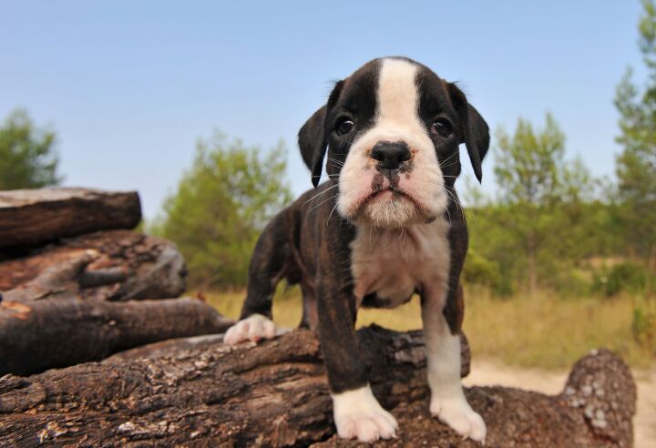 Miniature Boxer Dog Breed Health