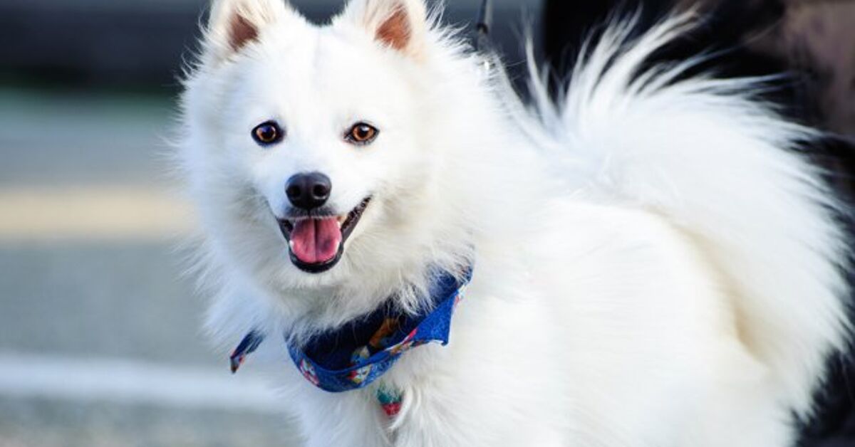 Japanese Spitz Dog Breed Information And Pictures Petguide Petguide Japanese Spitz Dog Breed Information And Pictures Petguide Petguide