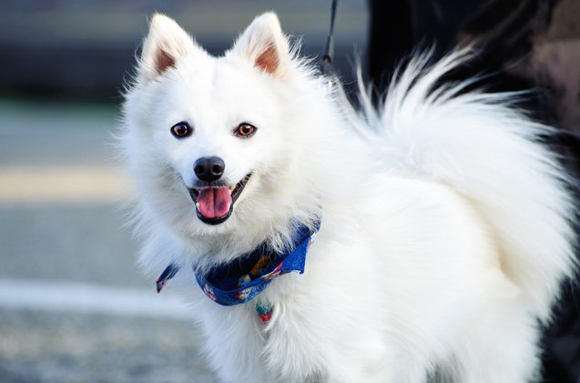 japanese spitz