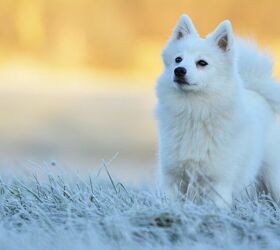 Japanese Spitz Dog Breed Information and Pictures - PetGuide | PetGuide